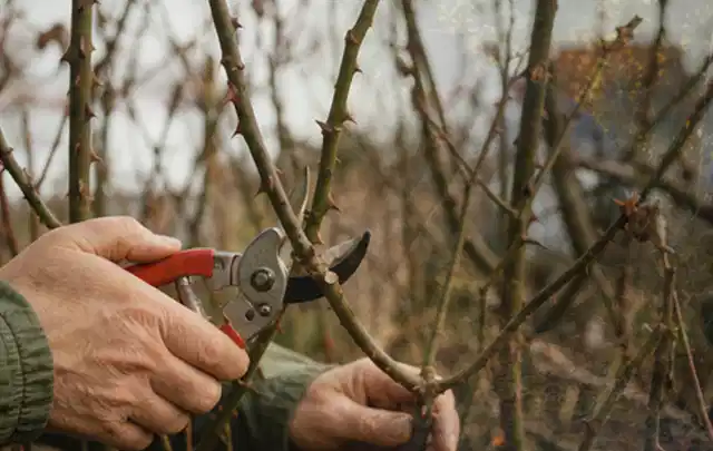 Hände schneiden einen älteren Rosenstrauch mit einer sauberen Gartenschere; Thema Zimmerpflanzen, Schwerpunkt Rückschnitt; Ausgangslage.