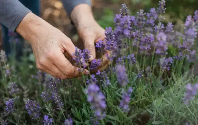 Hände pflegen blühenden Lavendel in einem natürlich angelegten Gartenbeet; Thema Zimmerpflanzen, Schwerpunkt Sortenwahl; Ausgangslage.