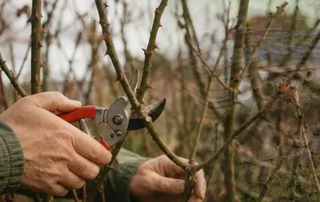 Hände schneiden einen älteren Rosenstrauch mit einer sauberen Gartenschere; Thema Zimmerpflanzen, Schwerpunkt Standort; Praxisalltag.