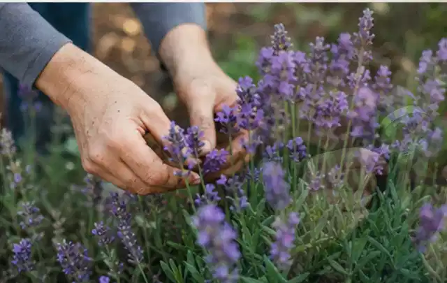 Hände pflegen blühenden Lavendel in einem natürlich angelegten Gartenbeet; Thema Zimmerpflanzen, Schwerpunkt Topfkultur; Umsetzung.