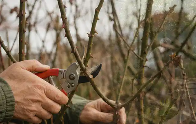 Hände schneiden einen älteren Rosenstrauch mit einer sauberen Gartenschere; Thema Zimmerpflanzen, Schwerpunkt Topfkultur; Praxisalltag.