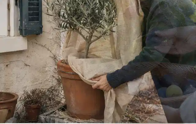 Person umhüllt eine mediterrane Kübelpflanze mit atmungsaktivem Winterschutz; Thema Zimmerpflanzen, Schwerpunkt Vermehrung; Ausgangslage.