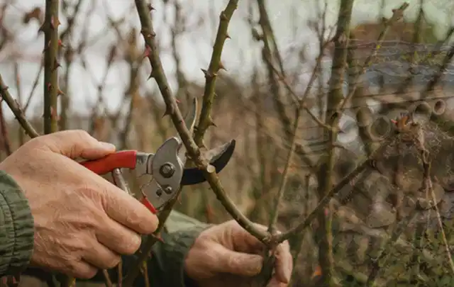 Hände schneiden einen älteren Rosenstrauch mit einer sauberen Gartenschere; Thema Zimmerpflanzen, Schwerpunkt Winterpflege; Ergebnis.