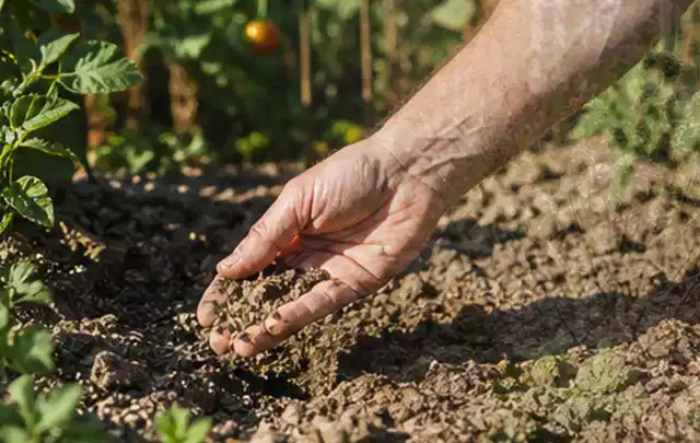 Hand prüft trockene krümelige Gartenerde während einer warmen Sommerphase; Thema Zisternen, Schwerpunkt Anwendung; Umsetzung.