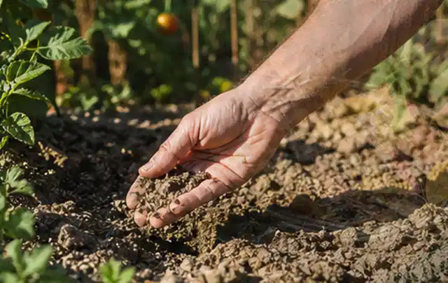 Hand prüft trockene krümelige Gartenerde während einer warmen Sommerphase; Thema Zisternen, Schwerpunkt Bewässerung; Ergebnis.