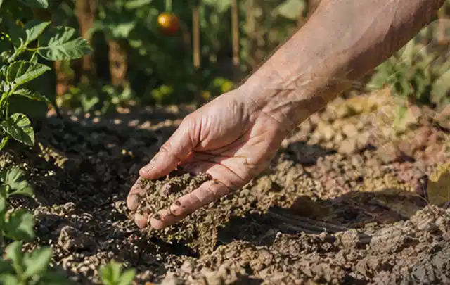 Hand prüft trockene krümelige Gartenerde während einer warmen Sommerphase; Thema Zisternen, Schwerpunkt Dimensionierung; Praxisalltag.