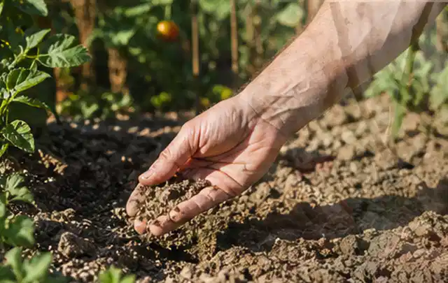 Hand prüft trockene krümelige Gartenerde während einer warmen Sommerphase; Thema Zisternen, Schwerpunkt Gärten mit kleiner Fläche; Kontrolle.