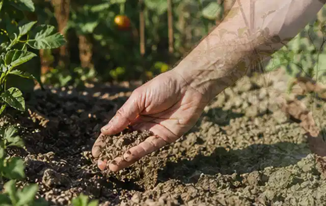 Hand prüft trockene krümelige Gartenerde während einer warmen Sommerphase; Thema Zisternen, Schwerpunkt Kaufberatung; Kontrolle.