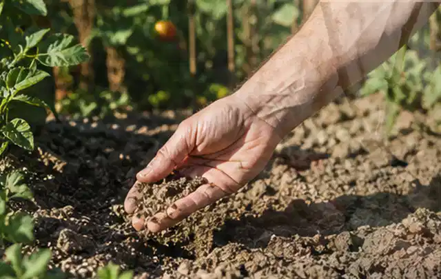 Hand prüft trockene krümelige Gartenerde während einer warmen Sommerphase; Thema Zisternen, Schwerpunkt Nachhaltigkeit; Ergebnis.