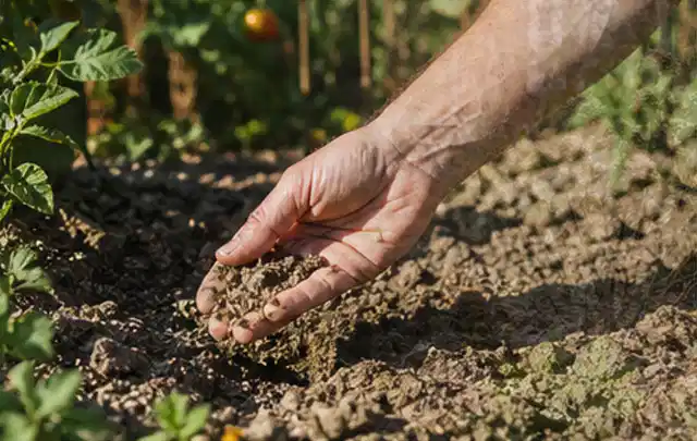Hand prüft trockene krümelige Gartenerde während einer warmen Sommerphase; Thema Zisternen, Schwerpunkt Winterlager; Ergebnis.