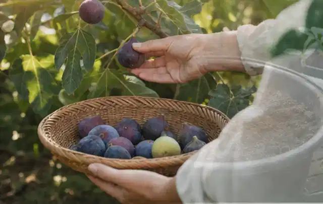 Hand pflückt eine reife Feige über einem flachen Korb mit Früchten; Thema Zitronenmelisse, Schwerpunkt Aussaat; Praxisalltag.