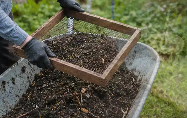 Behandschuhte Hände sieben reifen Kompost über einer Gartenschubkarre; Thema Zitronenmelisse, Schwerpunkt Balkongarten; Ergebnis.
