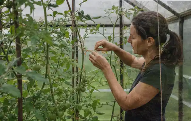 Person bindet junge Tomatentriebe in einem privaten Gewächshaus vorsichtig an; Thema Zitronenmelisse, Schwerpunkt Bewässerung; Ausgangslage.