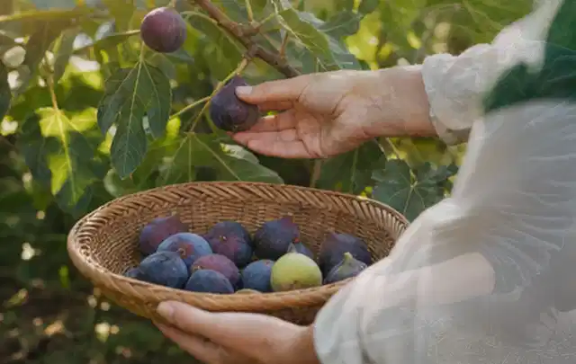 Hand pflückt eine reife Feige über einem flachen Korb mit Früchten; Thema Zitronenmelisse, Schwerpunkt Bewässerung; Umsetzung.