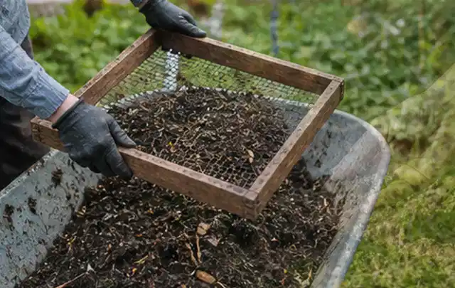 Behandschuhte Hände sieben reifen Kompost über einer Gartenschubkarre; Thema Zitronenmelisse, Schwerpunkt Boden; Umsetzung.
