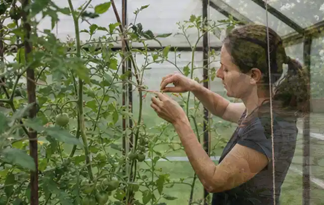 Person bindet junge Tomatentriebe in einem privaten Gewächshaus vorsichtig an; Thema Zitronenmelisse, Schwerpunkt Einsteigerwissen; Umsetzung.