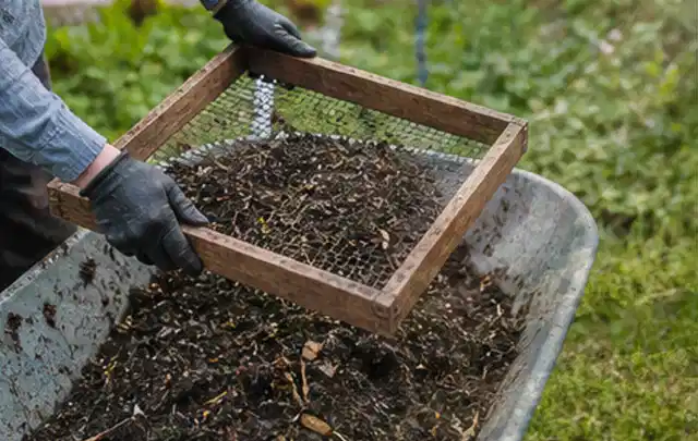 Behandschuhte Hände sieben reifen Kompost über einer Gartenschubkarre; Thema Zitronenmelisse, Schwerpunkt Ernte; Umsetzung.