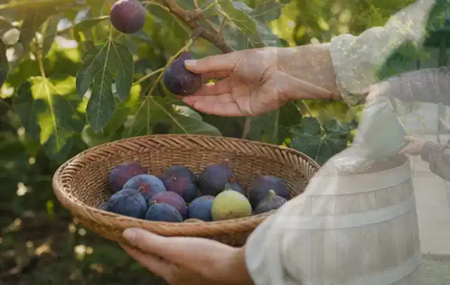 Hand pflückt eine reife Feige über einem flachen Korb mit Früchten; Thema Zitronenmelisse, Schwerpunkt Ernteprobleme; Ergebnis.