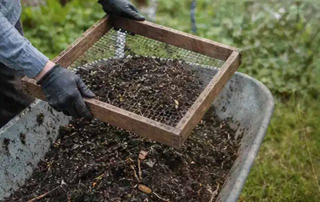 Behandschuhte Hände sieben reifen Kompost über einer Gartenschubkarre; Thema Zitronenmelisse, Schwerpunkt Ernteprobleme; Praxisalltag.