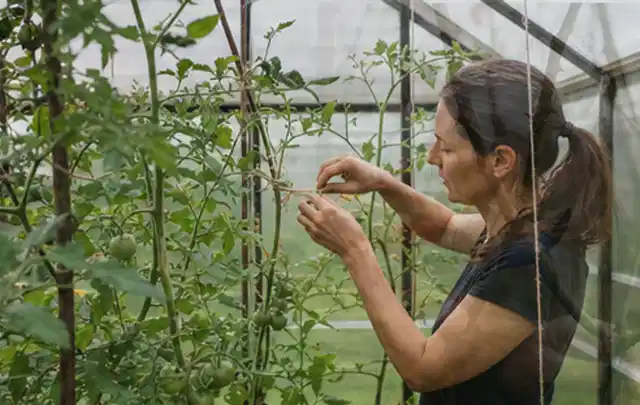 Person bindet junge Tomatentriebe in einem privaten Gewächshaus vorsichtig an; Thema Zitronenmelisse, Schwerpunkt Fehlerhilfe; Ergebnis.