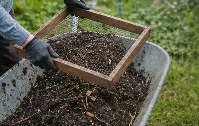 Behandschuhte Hände sieben reifen Kompost über einer Gartenschubkarre; Thema Zitronenmelisse, Schwerpunkt Gewächshaus; Kontrolle.