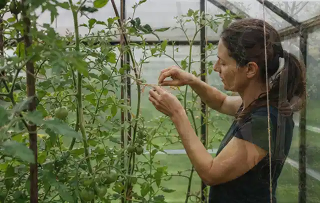 Person bindet junge Tomatentriebe in einem privaten Gewächshaus vorsichtig an; Thema Zitronenmelisse, Schwerpunkt Gewächshaus; Ergebnis.