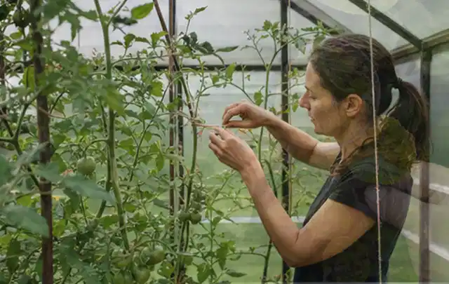 Person bindet junge Tomatentriebe in einem privaten Gewächshaus vorsichtig an; Thema Zitronenmelisse, Schwerpunkt Pflanzenschutz; Kontrolle.