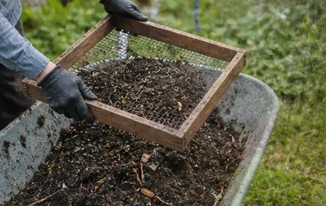Behandschuhte Hände sieben reifen Kompost über einer Gartenschubkarre; Thema Zitronenmelisse, Schwerpunkt Pflanzung; Ausgangslage.