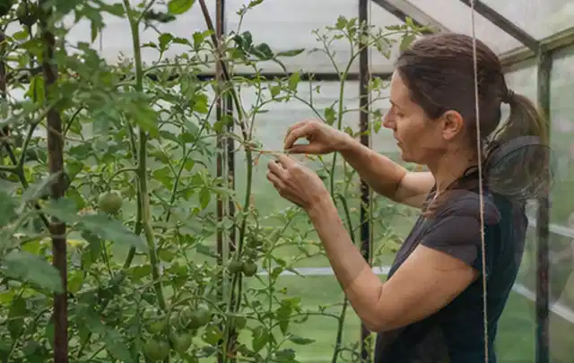 Person bindet junge Tomatentriebe in einem privaten Gewächshaus vorsichtig an; Thema Zitronenmelisse, Schwerpunkt Saisonkalender; Ergebnis.