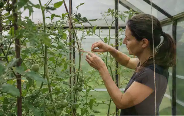 Person bindet junge Tomatentriebe in einem privaten Gewächshaus vorsichtig an; Thema Zitronenmelisse, Schwerpunkt Schnitt; Umsetzung.