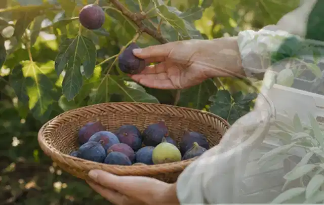 Hand pflückt eine reife Feige über einem flachen Korb mit Früchten; Thema Zitronenmelisse, Schwerpunkt Schnitt; Kontrolle.