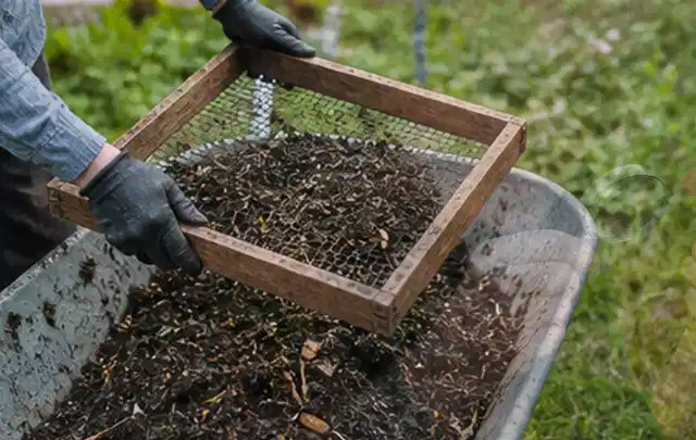 Behandschuhte Hände sieben reifen Kompost über einer Gartenschubkarre; Thema Zitronenmelisse, Schwerpunkt Schnitt; Praxisalltag.