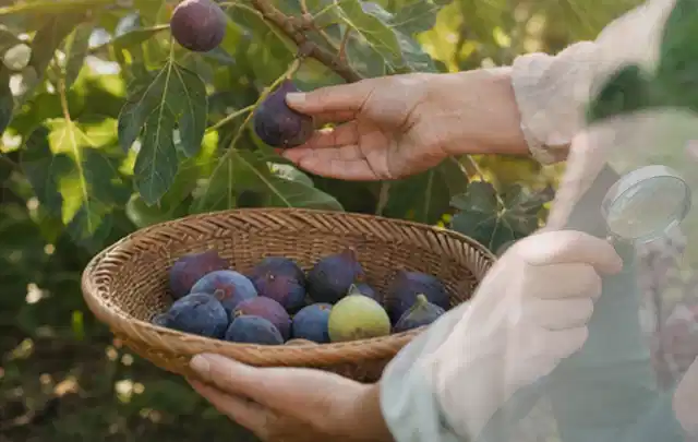 Hand pflückt eine reife Feige über einem flachen Korb mit Früchten; Thema Zitronenmelisse, Schwerpunkt Sortenwahl; Praxisalltag.