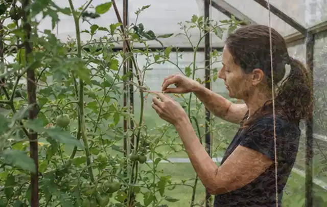 Person bindet junge Tomatentriebe in einem privaten Gewächshaus vorsichtig an; Thema Zitronenmelisse, Schwerpunkt Standort; Ergebnis.