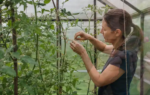 Person bindet junge Tomatentriebe in einem privaten Gewächshaus vorsichtig an; Thema Zucchini, Schwerpunkt Anbau; Ergebnis.