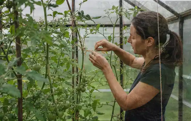 Person bindet junge Tomatentriebe in einem privaten Gewächshaus vorsichtig an; Thema Zucchini, Schwerpunkt Aussaat; Ausgangslage.