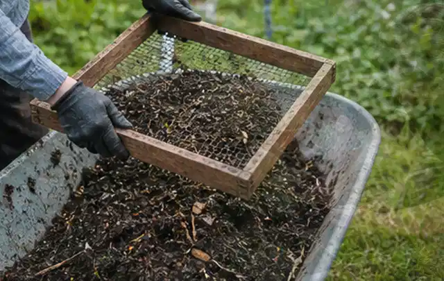 Behandschuhte Hände sieben reifen Kompost über einer Gartenschubkarre; Thema Zucchini, Schwerpunkt Balkongarten; Kontrolle.
