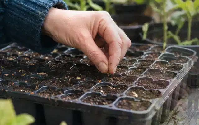 Hand legt einzelne Samen in vorbereitete Anzuchtschalen mit lockerer Erde; Thema Zucchini, Schwerpunkt Balkongarten; Praxisalltag.