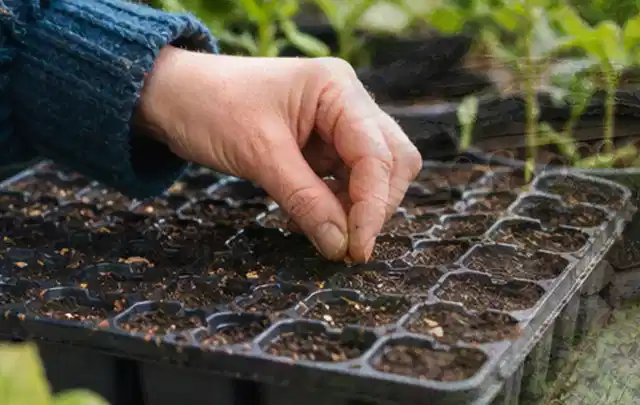 Hand legt einzelne Samen in vorbereitete Anzuchtschalen mit lockerer Erde; Thema Zucchini, Schwerpunkt Bewässerung; Ausgangslage.