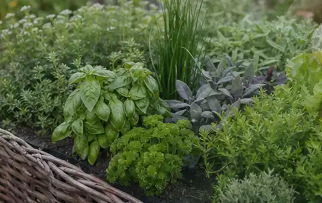Dichtes Hochbeet mit Basilikum Schnittlauch Petersilie Salbei und weiteren Küchenkräutern; Thema Zucchini, Schwerpunkt Bewässerung; Ergebnis.