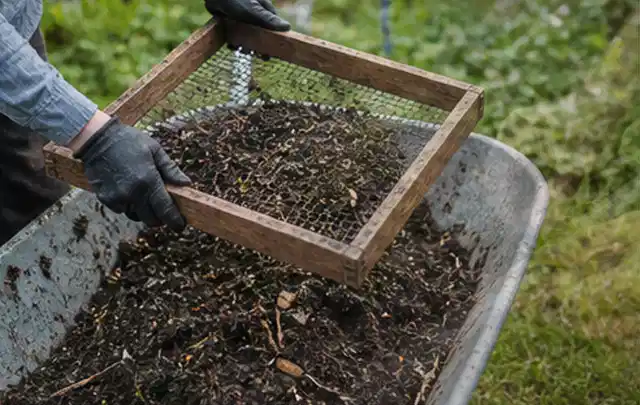 Behandschuhte Hände sieben reifen Kompost über einer Gartenschubkarre; Thema Zucchini, Schwerpunkt Boden; Umsetzung.