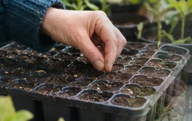 Hand legt einzelne Samen in vorbereitete Anzuchtschalen mit lockerer Erde; Thema Zucchini, Schwerpunkt Boden; Kontrolle.