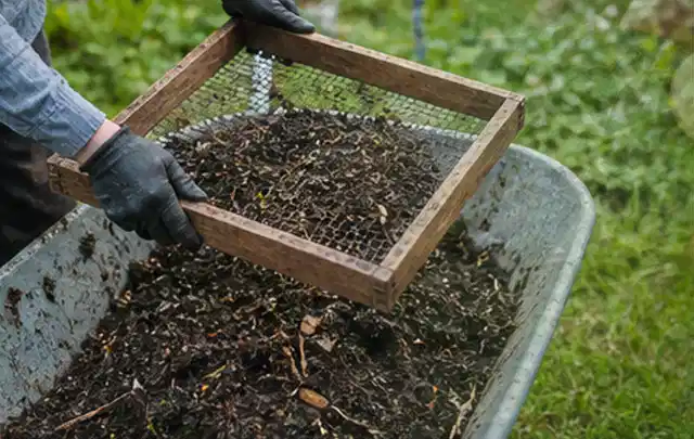 Behandschuhte Hände sieben reifen Kompost über einer Gartenschubkarre; Thema Zucchini, Schwerpunkt Einsteigerwissen; Kontrolle.