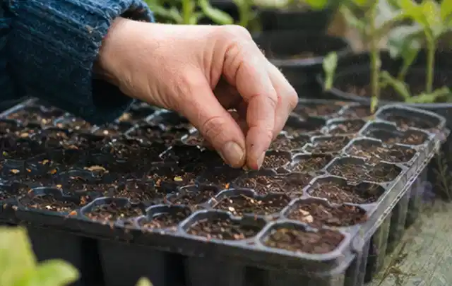 Hand legt einzelne Samen in vorbereitete Anzuchtschalen mit lockerer Erde; Thema Zucchini, Schwerpunkt Einsteigerwissen; Praxisalltag.