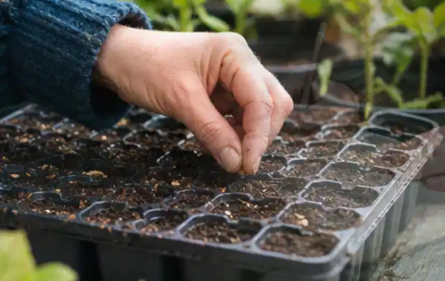 Hand legt einzelne Samen in vorbereitete Anzuchtschalen mit lockerer Erde; Thema Zucchini, Schwerpunkt Ernte; Kontrolle.