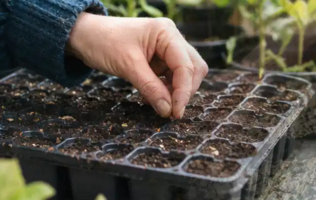 Hand legt einzelne Samen in vorbereitete Anzuchtschalen mit lockerer Erde; Thema Zucchini, Schwerpunkt Ernteprobleme; Kontrolle.