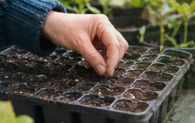 Hand legt einzelne Samen in vorbereitete Anzuchtschalen mit lockerer Erde; Thema Zucchini, Schwerpunkt Fehlerhilfe; Ausgangslage.