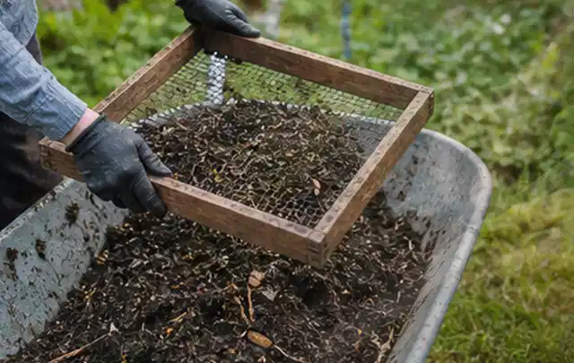 Behandschuhte Hände sieben reifen Kompost über einer Gartenschubkarre; Thema Zucchini, Schwerpunkt Fehlerhilfe; Ergebnis.