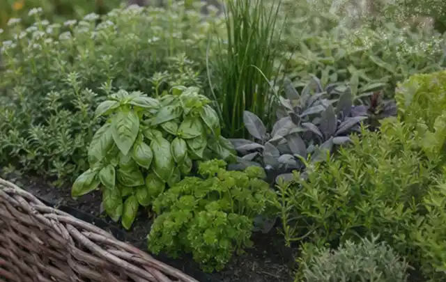 Dichtes Hochbeet mit Basilikum Schnittlauch Petersilie Salbei und weiteren Küchenkräutern; Thema Zucchini, Schwerpunkt Gemüse; Kontrolle.