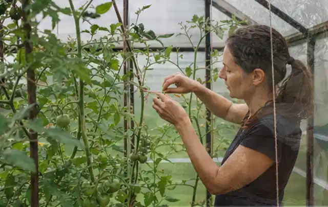 Person bindet junge Tomatentriebe in einem privaten Gewächshaus vorsichtig an; Thema Zucchini, Schwerpunkt Gemüse; Ergebnis.